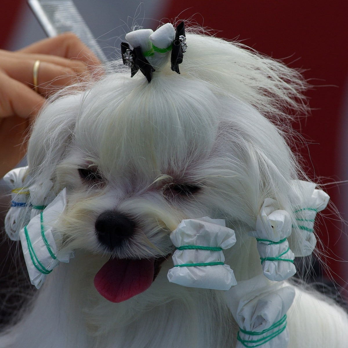 Envolturas De Papel Mascotas Transgroom