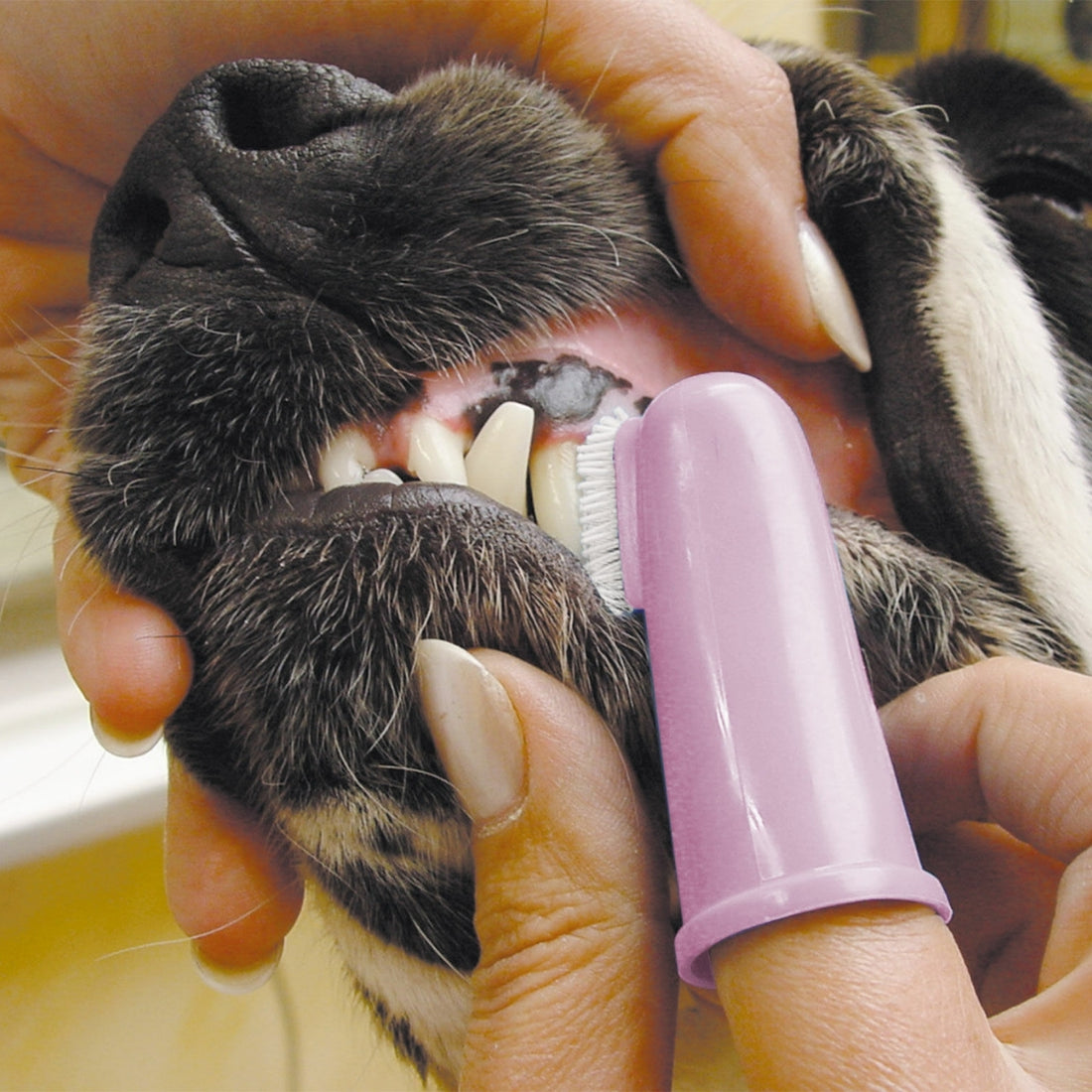 Kit Limpieza Dental Mascotas Transgroom