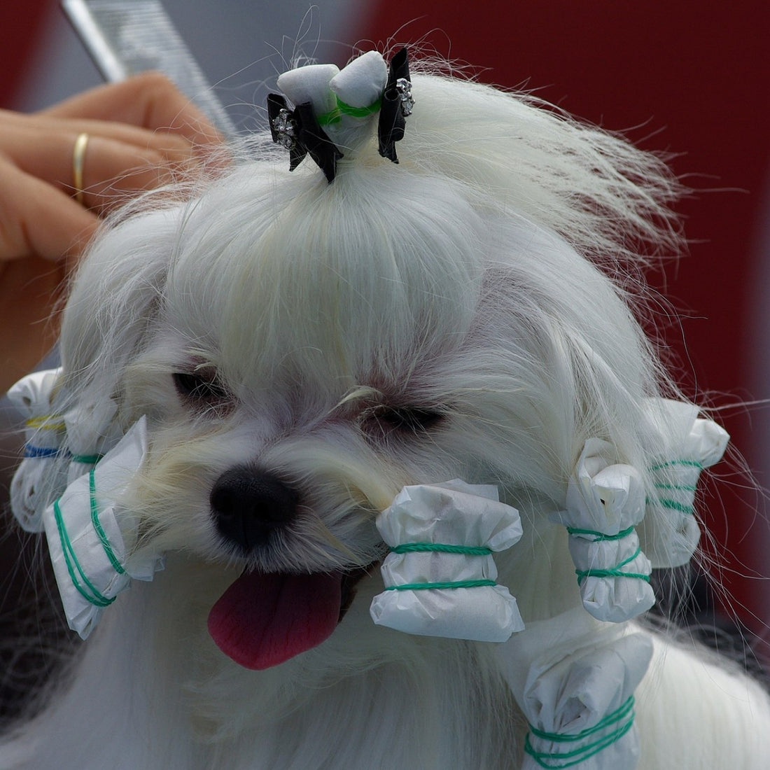 Envolturas De Papel Mascotas Transgroom