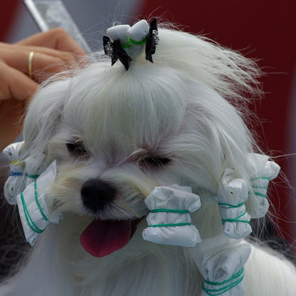 Envolturas De Papel Mascotas Transgroom